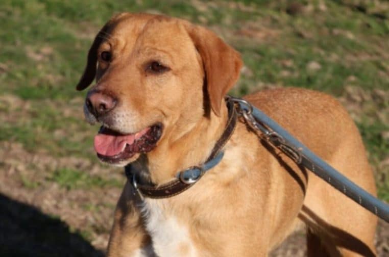 Adoption : Une chienne qui a vécu dehors avec un sans-abri cherche une famille