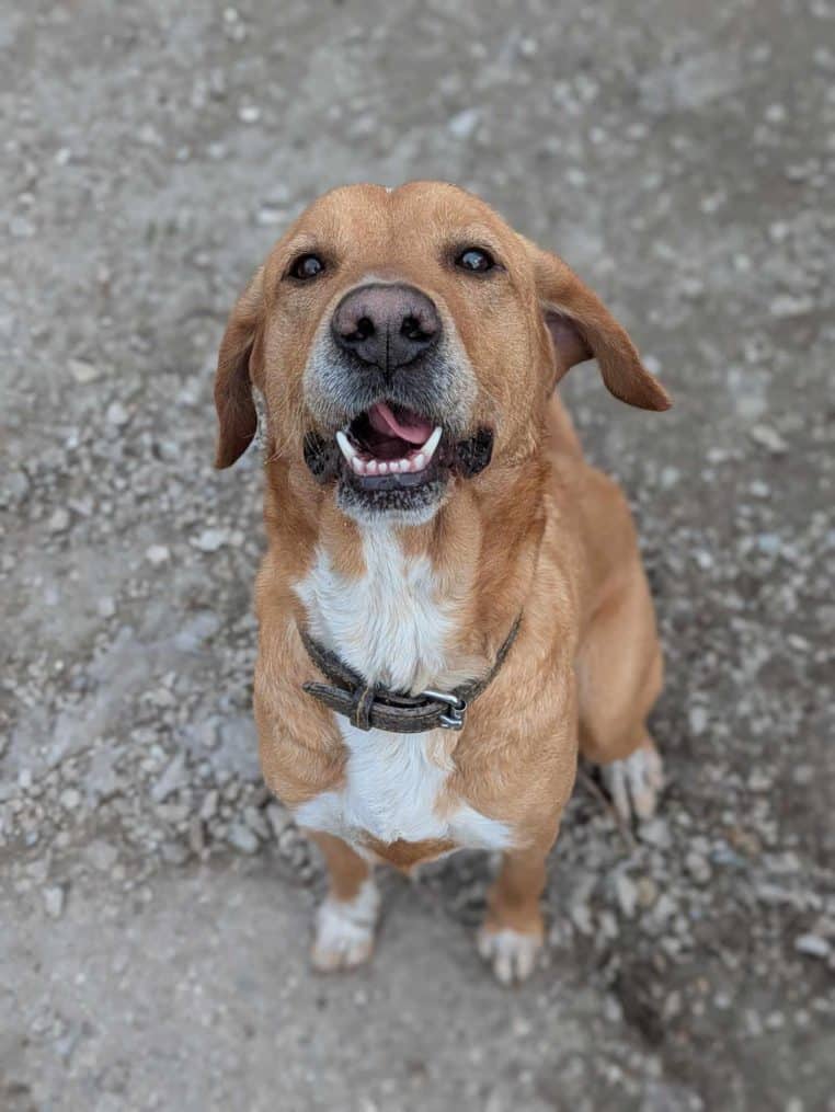 Adoption : Une chienne qui a vécu dehors avec un sans-abri cherche une famille