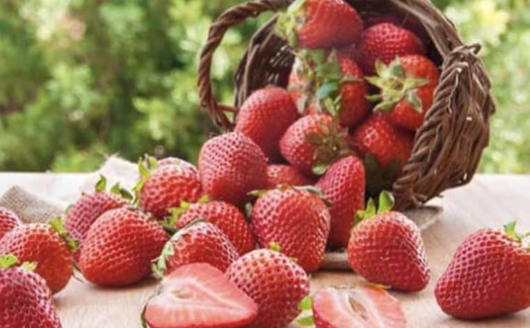 jardinier fruits fraises