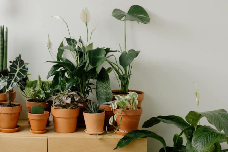 A collection of indoor houseplants in terracotta pots against a light wall.
