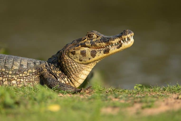 Caiman Dangers