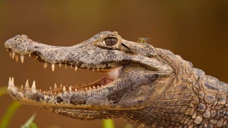 Caiman Machoire