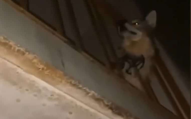Chien-Loup enferme