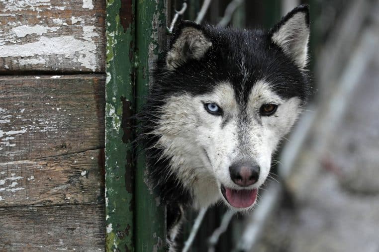 Chien-loup emprisonne
