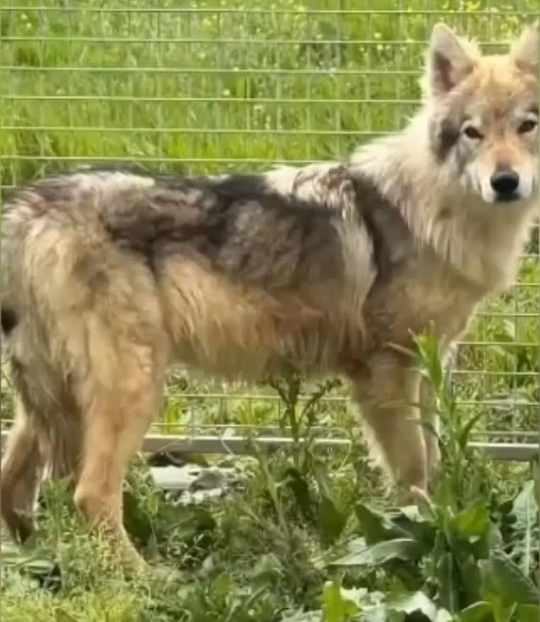Chien-loup libere