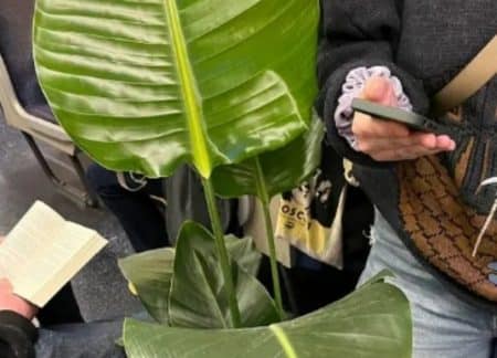 Amende RATP plante haute Paris