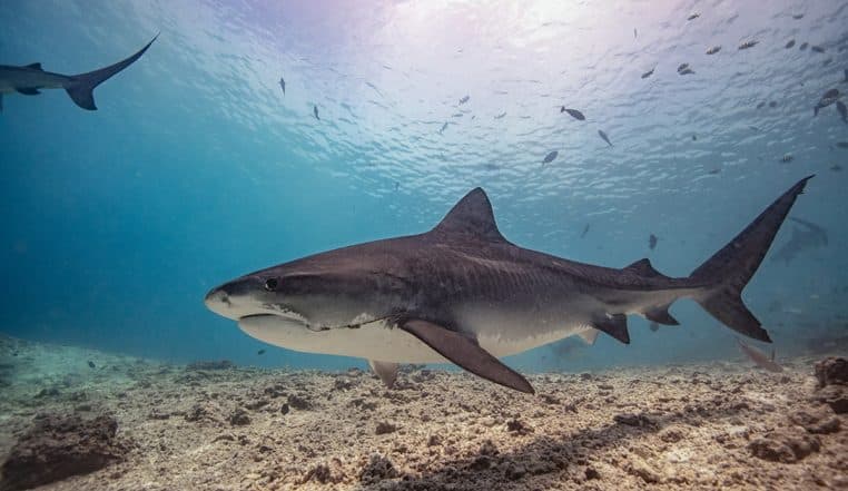 Requin tigre attaque