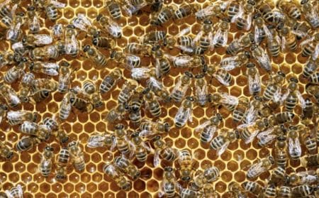 abeilles essaim actu