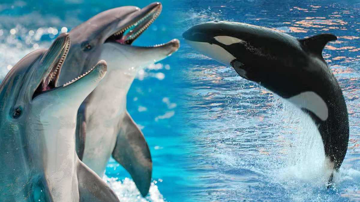 C’est confirmé : les dauphins et les orques, mammifères marins, ont franchi le point de non-retour de l’évolution pour vivre hors de l’eau