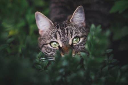chat vaccination