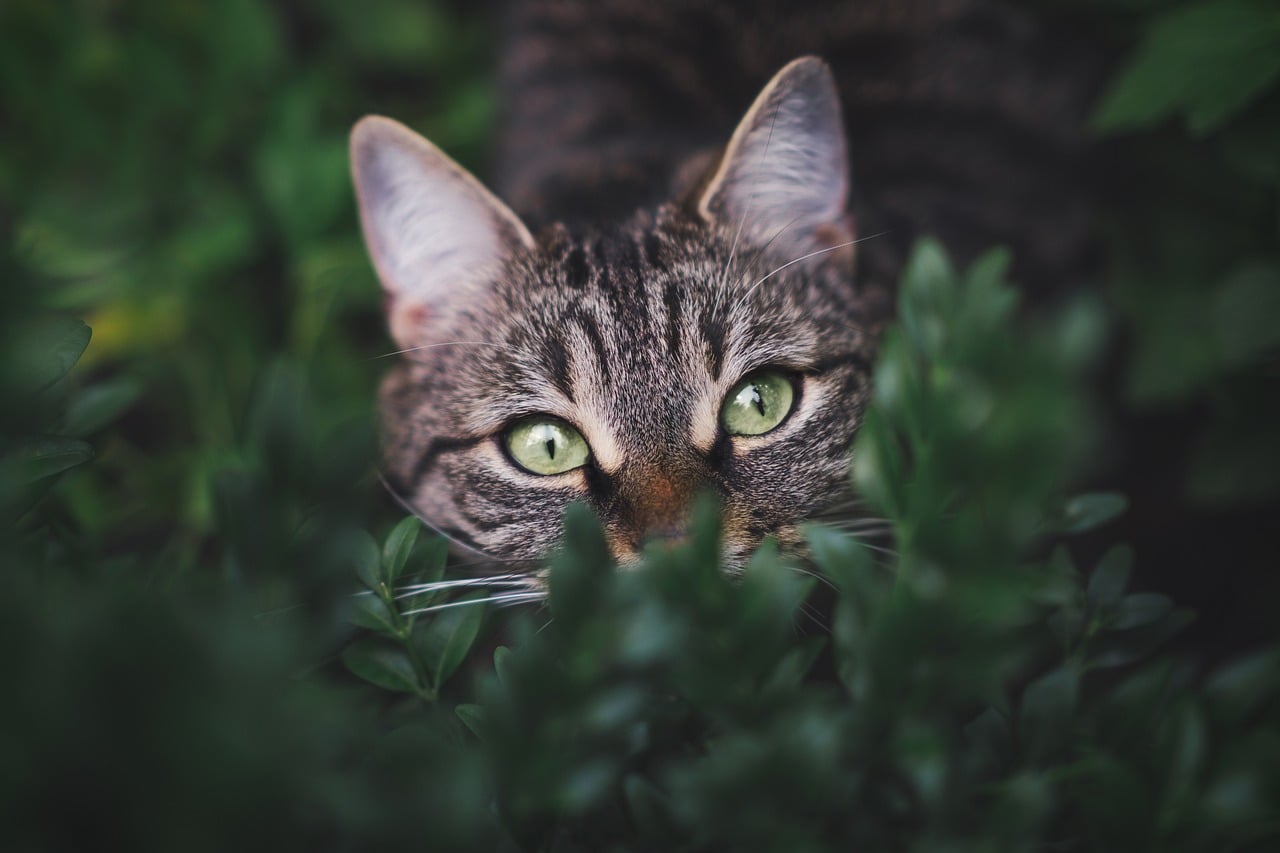 chat vaccination