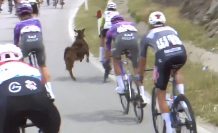 Tour d'Italie : une chèvre saute sur un coureur cycliste en plein Giro (Vidéo)