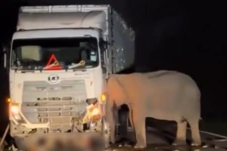 Elephant accident malaisie