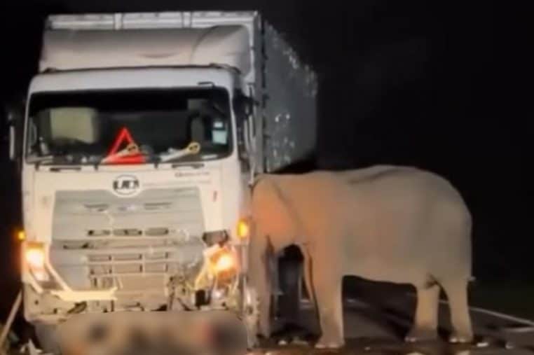 Elephant accident malaisie