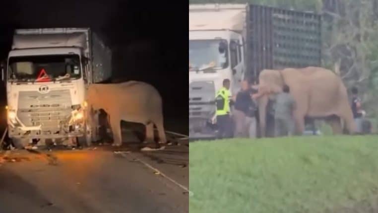Elephant accident malaisie