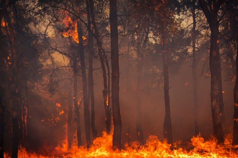 feux foret canicule @canva