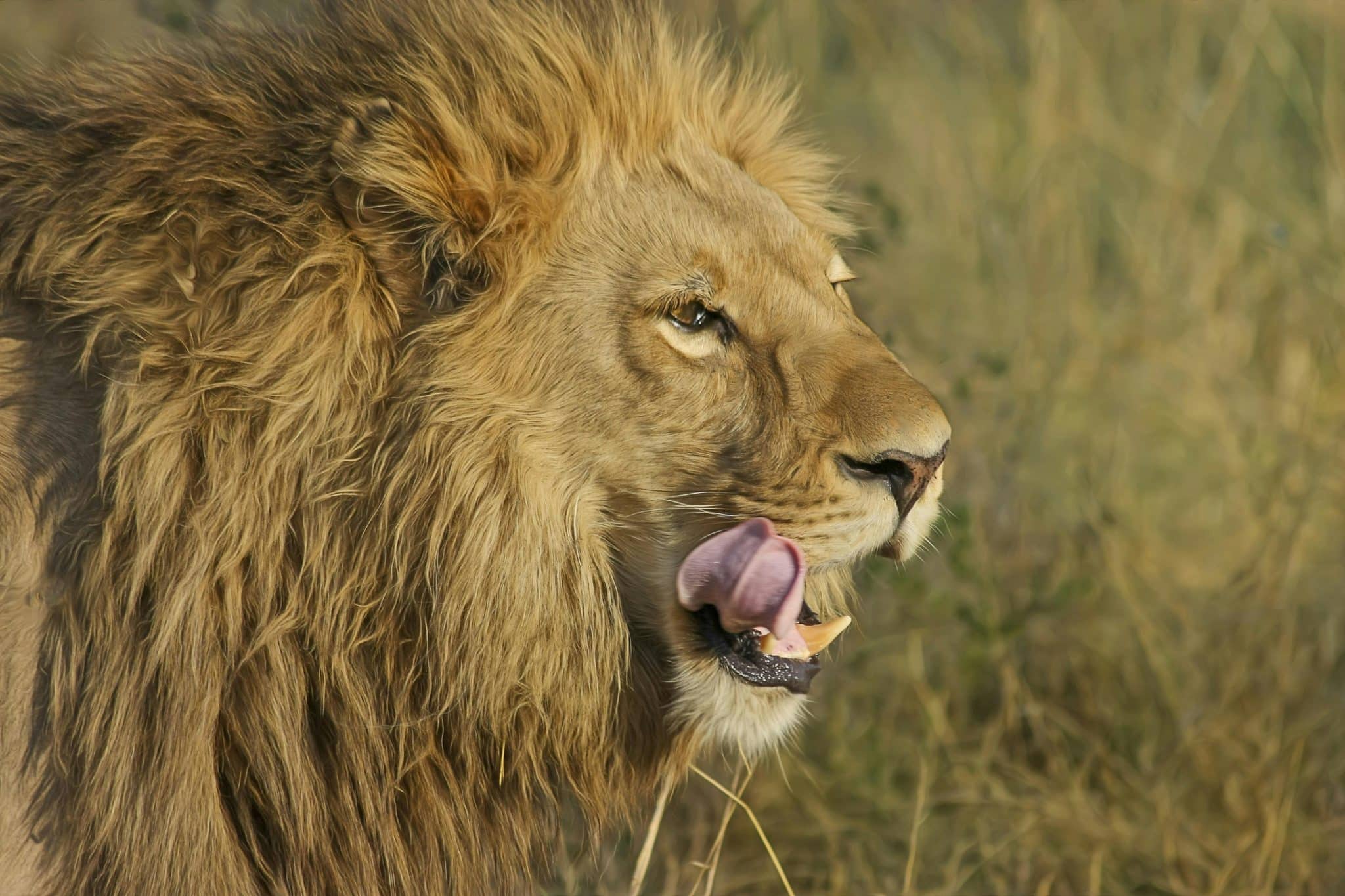 Un homme dévoré par son lion