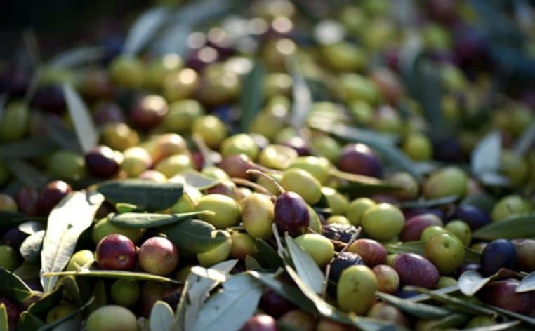 olives actu
