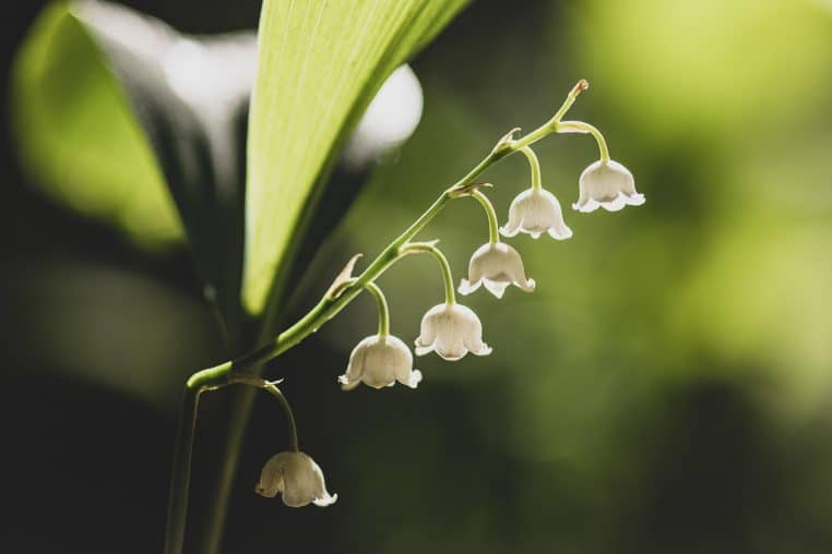 1er mai : voici toutes les règles à respecter si vous voulez vendre du muguet