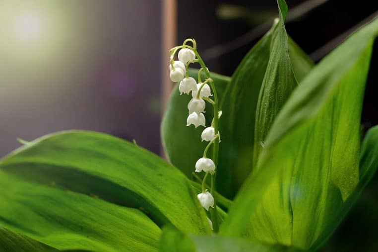 1er mai : voici toutes les règles à respecter si vous voulez vendre du muguet