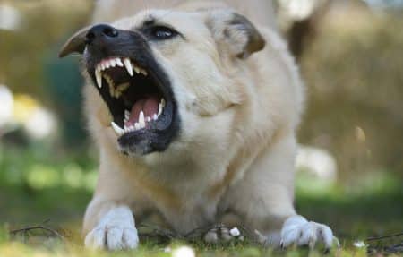 Attaques de chiens sur un promeneur et un baigneur