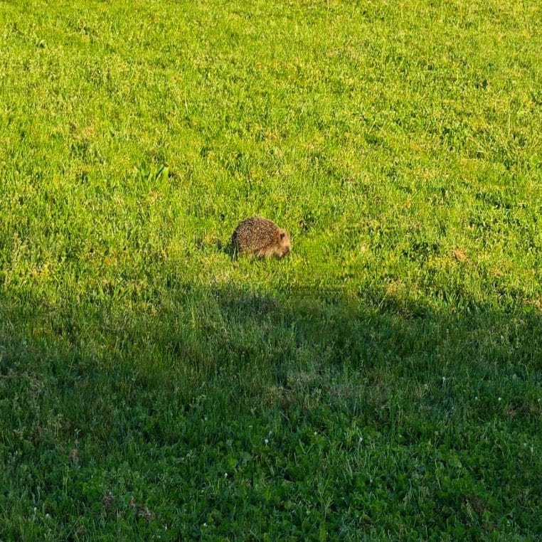 Un hérisson marche sur une pelouse en fin de journée, entouré d’herbe verte et de lumière naturelle.