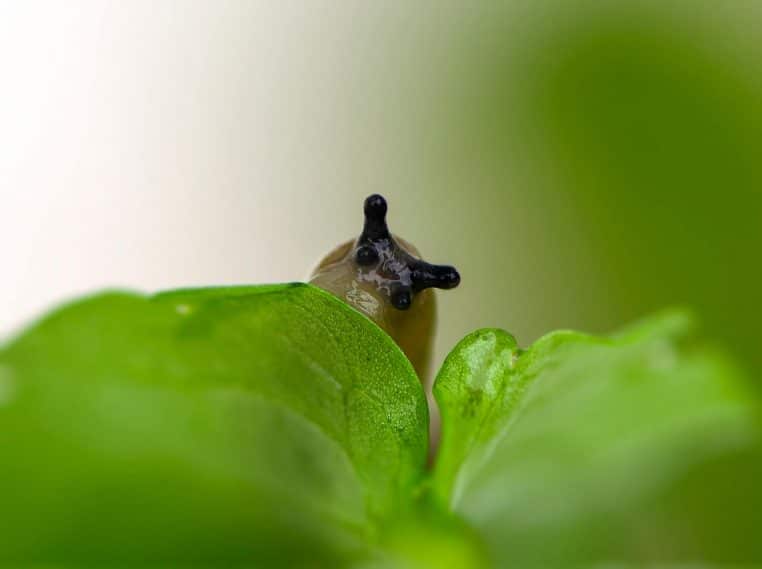 Close-up view of a tiny slug atop a fresh green leaf in a natural setting.