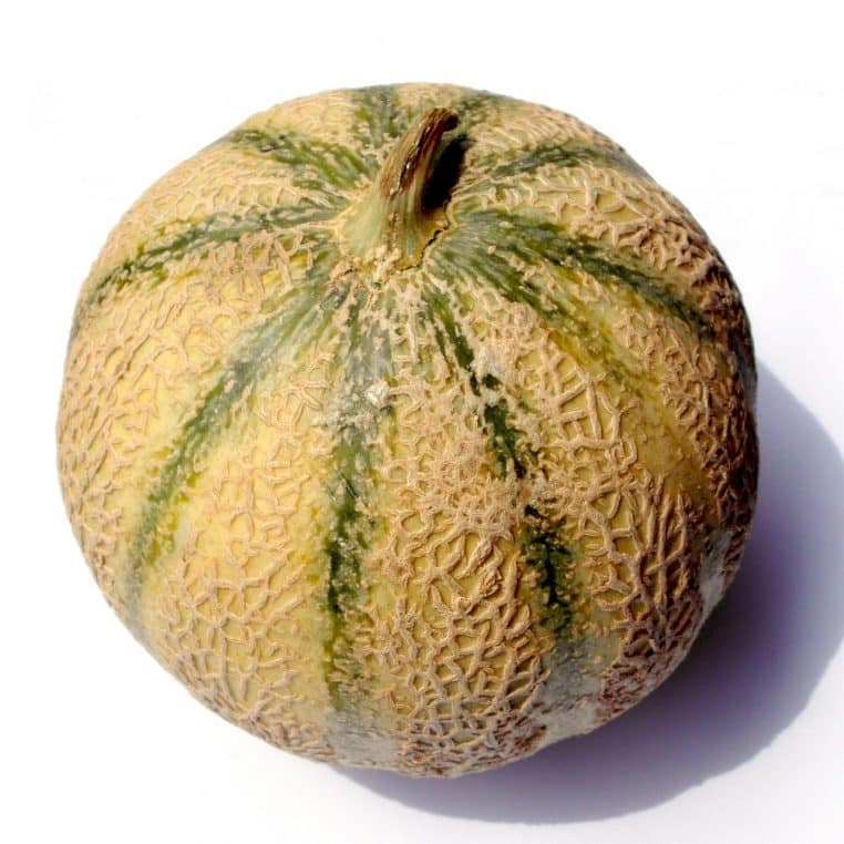 charentais melon, melon, charentais, fruit, summer, nature, green
