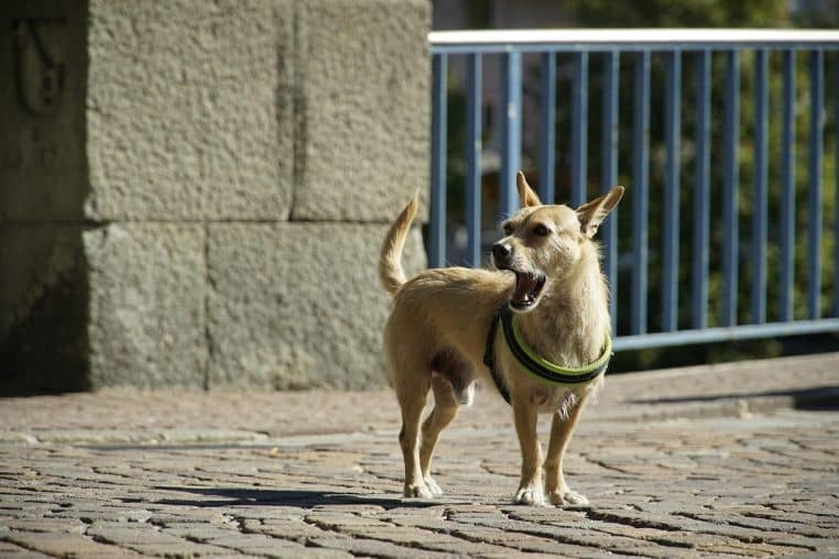 dog, street, nature, yawning, bark, pet, animal