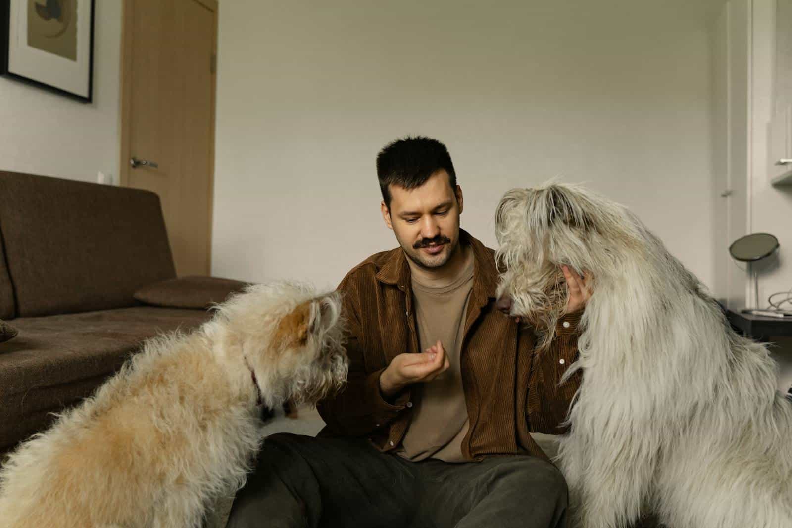 A man sits with two fluffy dogs, interacting and feeding them indoors.