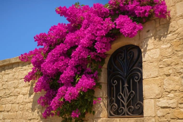 Mur en pierre du Sud de la France avec une grille en fer forgé et des bougainvillées magenta tombant en cascades.