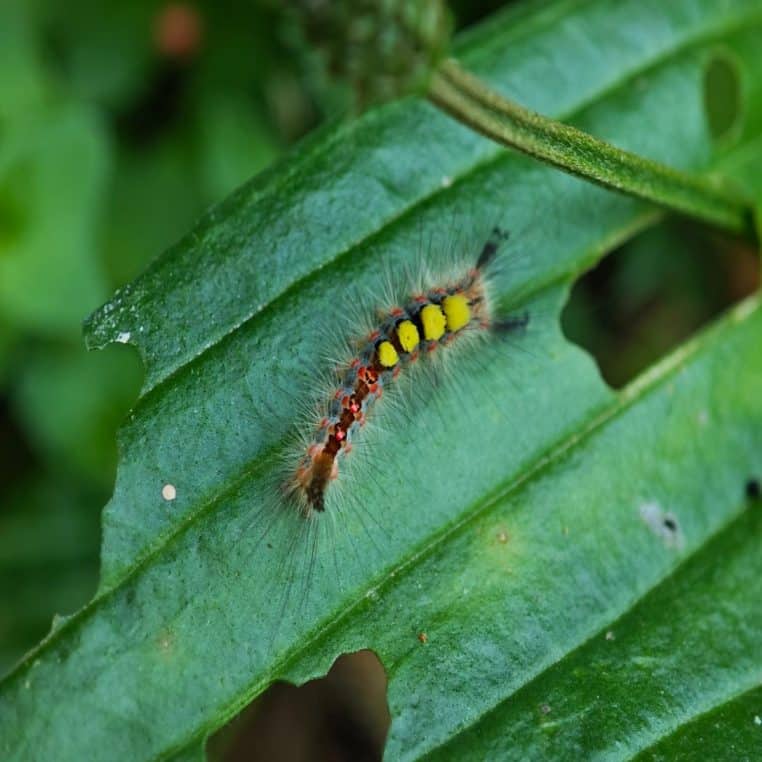 Chenille poilue colorée, posée sur une grande feuille verte perforée, symbole de la biodiversité au jardin