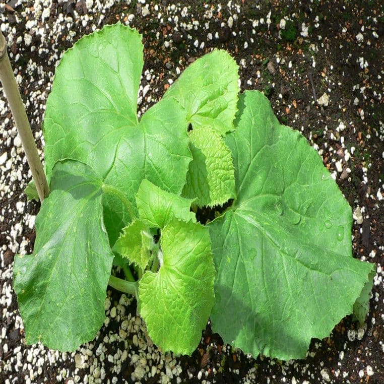 Plant de melon avec feuilles vertes et fruits en formation