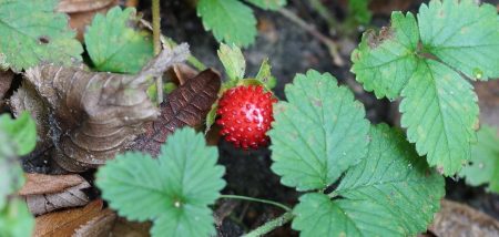 Fausses fraises, fraisier des Indes