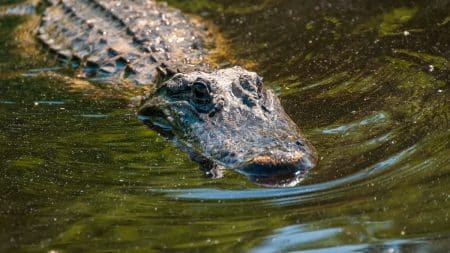 Femme alligator kayak
