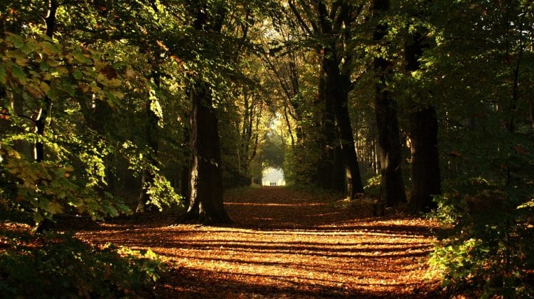 Sentier forestier en perspective, avec un marcheur en arrière-plan.