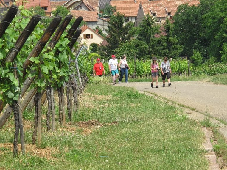 Groupe de randonneurs marchant le long d’un chemin bordé de vignes, village en arrière-plan.