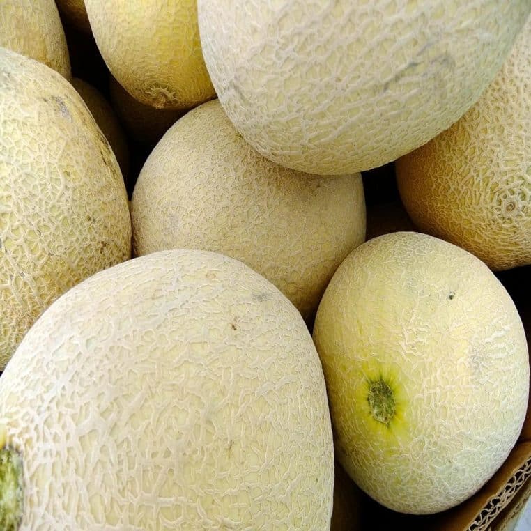 Trois melons Honeydew entiers alignés sur fond neutre