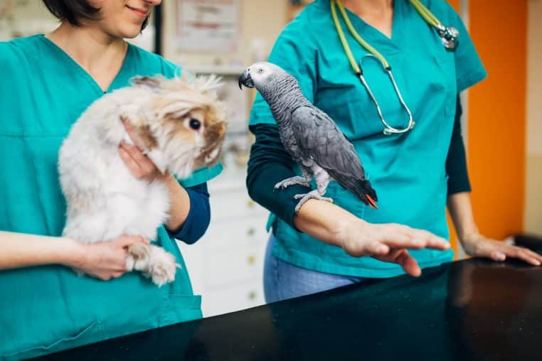 NAC (nouveaux animaux de compagnie)