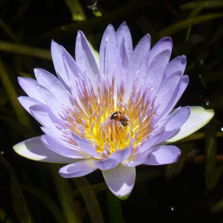Une abeille butine un nénuphar bleu en pleine floraison, au cœur de ses pétales éclatants, au-dessus de l’eau.