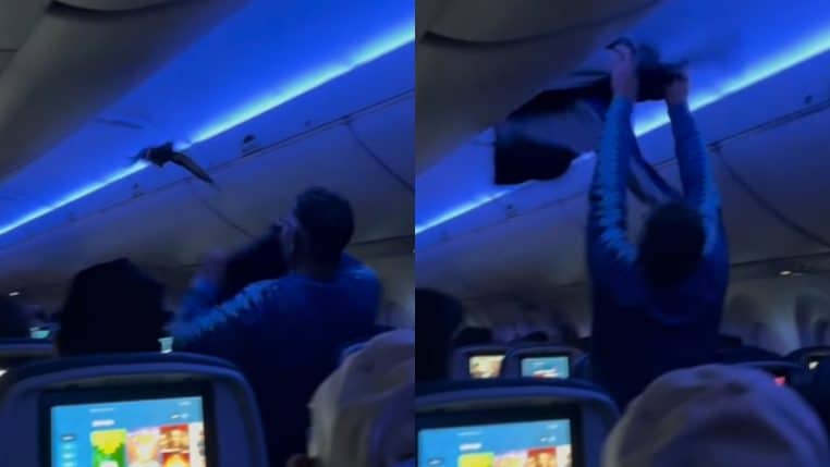 Pigeons dans un avion