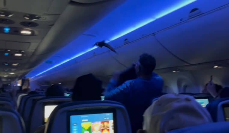 Pigeon dans un avion