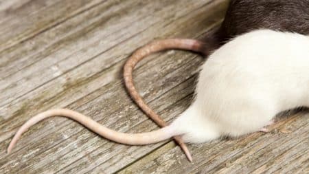 Rat Queue