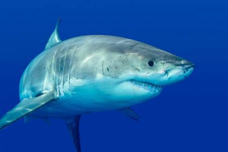 Requin blanc dangers