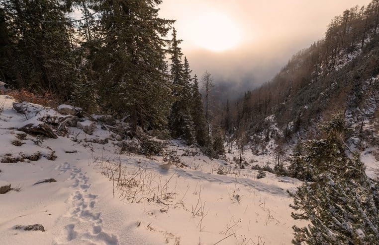 Sentier forestier plongé dans la brume, avec silhouettes d’arbres floues.