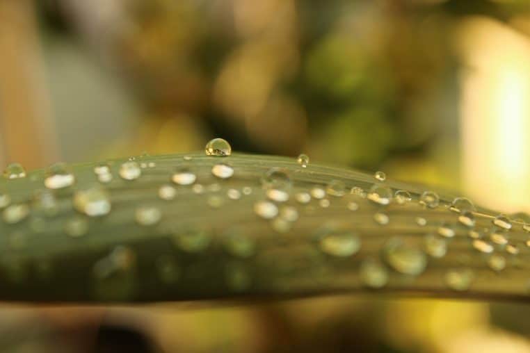 Feuille avec de l'eau
