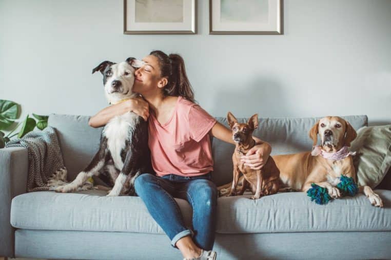 amour animaux @canva