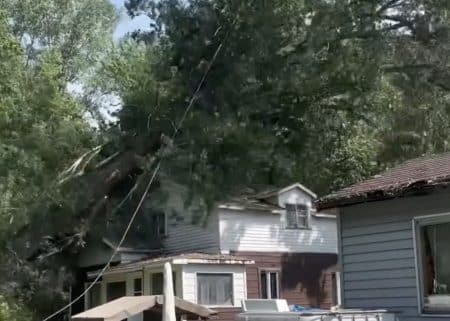 arbre vidéo