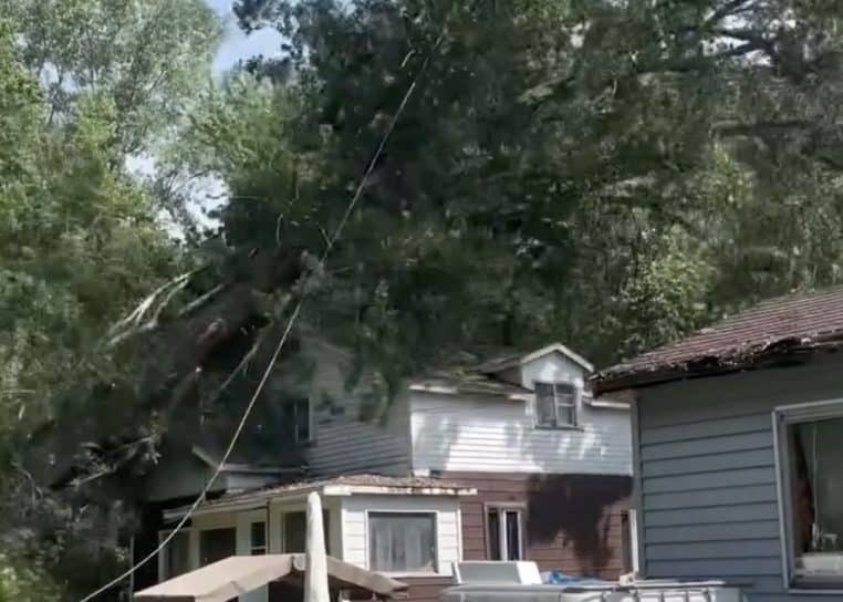 arbre vidéo