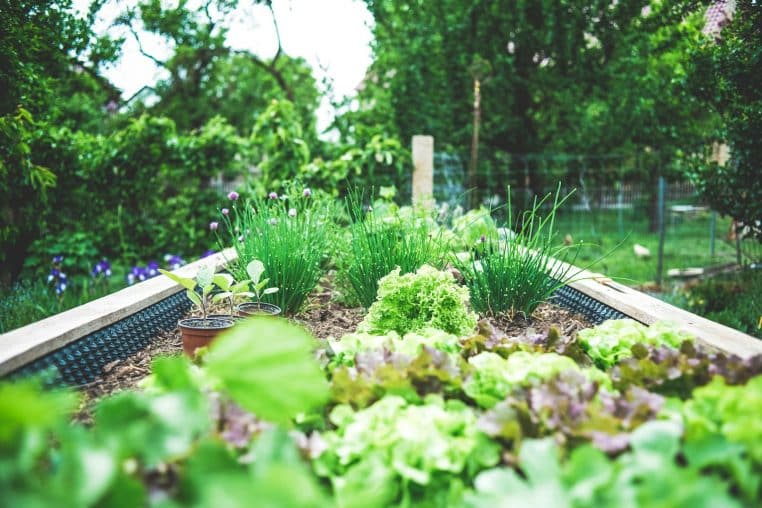 Potager